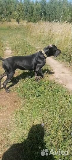 Немецкий дог