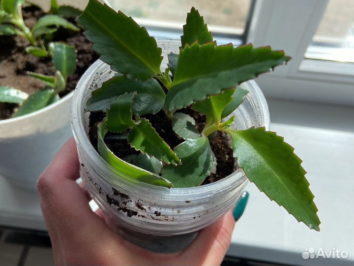 Каланхоэ лечебное