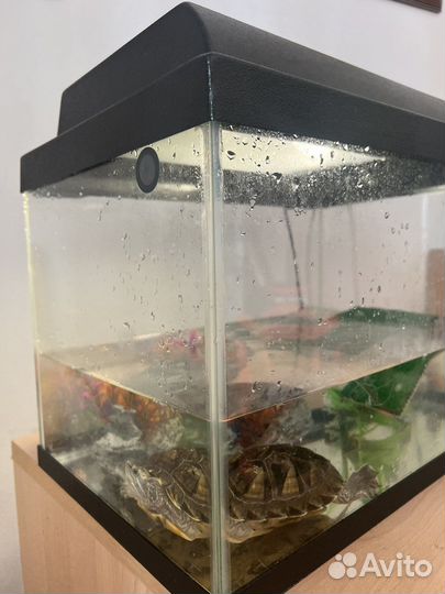 Террариум для черепахи