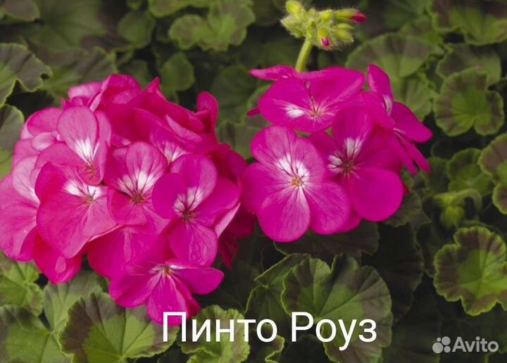 Пеларгония герань сортовая