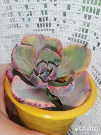 Суккуленты разные