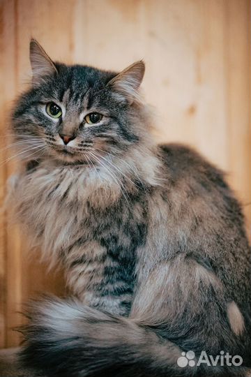 Кот Тюбик 3 года в добрые руки