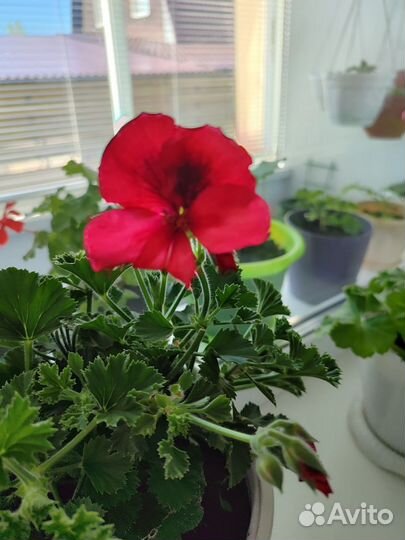 Пеларгония герань