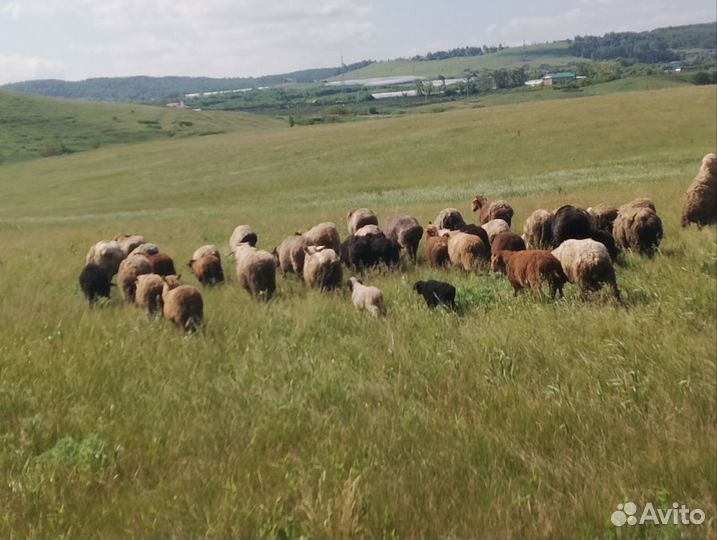 Овцы бараны ягнята романовские