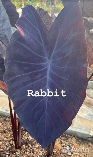 Новинка Колоказия rabвit