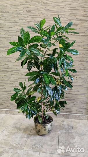 Кротоны: Петра, Голд Даст, Мамми, Экселент