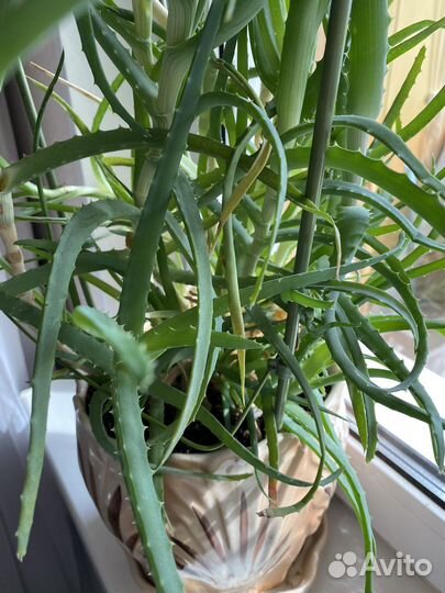 Алоэ столетник