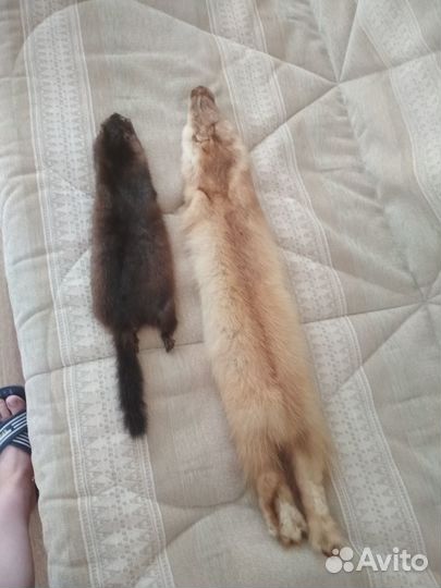 Шкурки норки и куницы