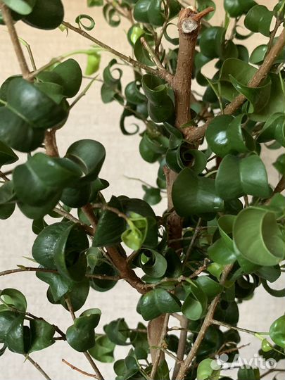 Фикус барок (букле)