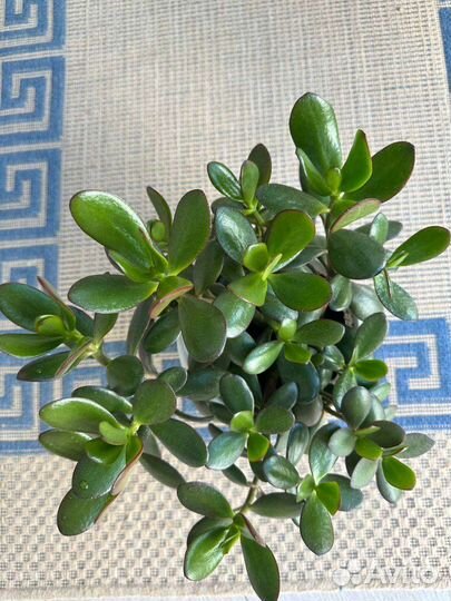 Толстянка крассула денежное дерево