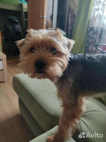 Йоркширский терьер вязка мальчик