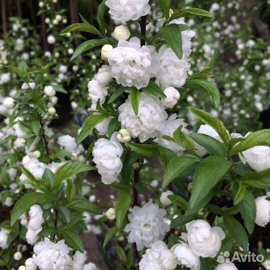 Сакура Альба Плена