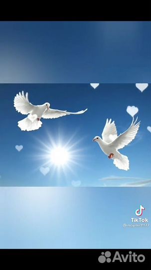 Голуби бакинцы