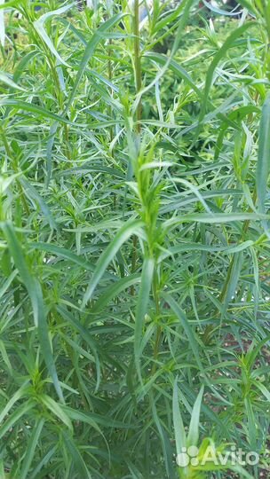 Тархун, любисток (зелень)