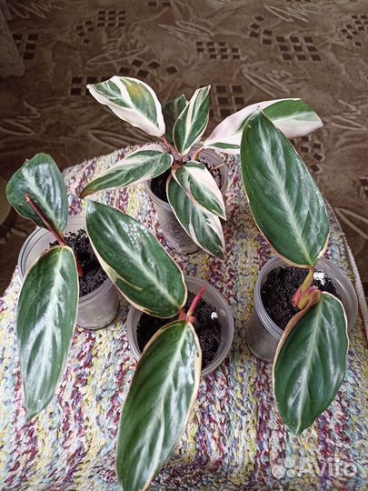 Строманта Триколор