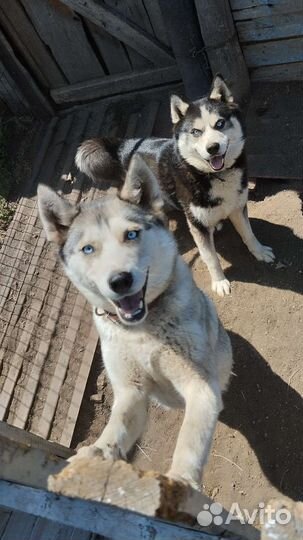 Щенки хаски
