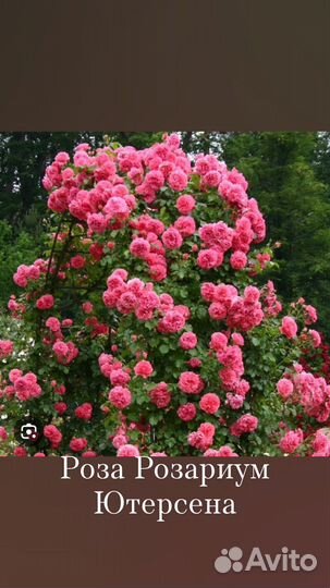 Роза саженцы