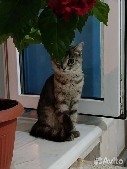 Отдам кошку в добрые руки