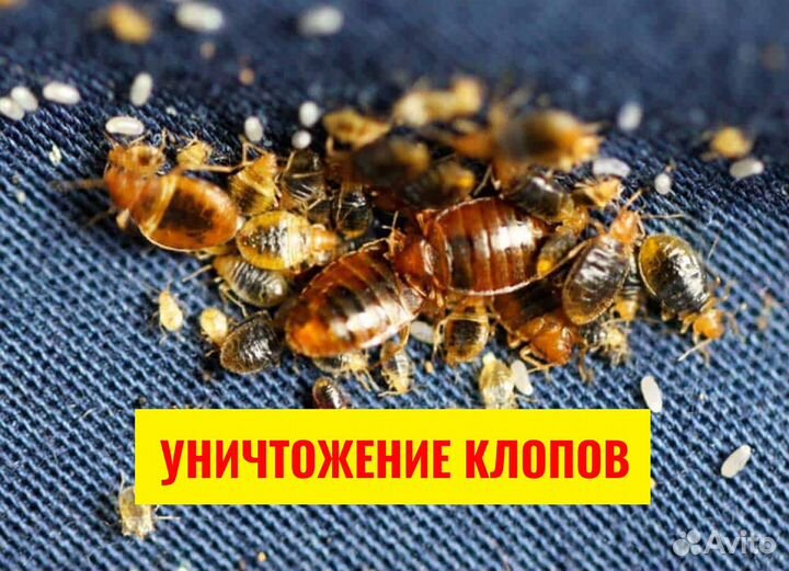 Уничтожение клопов, Травля тараканов, Дезинфекция