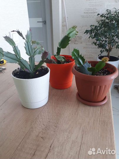 Цветок декабрист