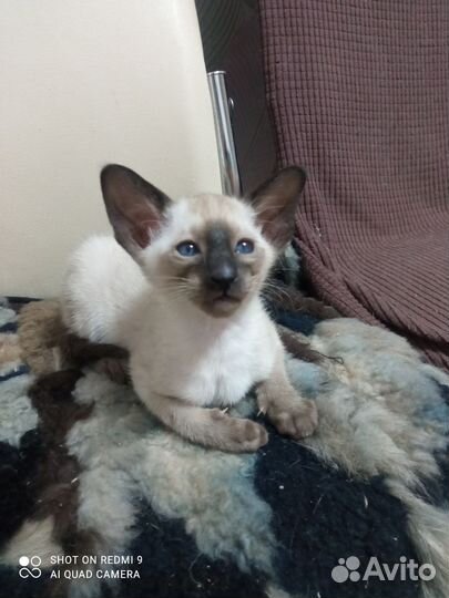 Ориентальные котята