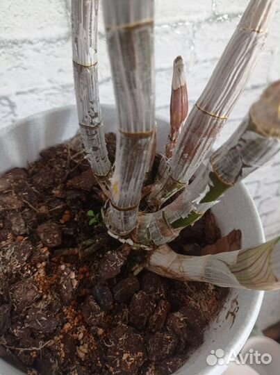 Дендробиум фаленопсис