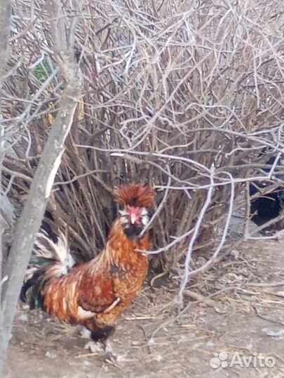 Молодые петушки