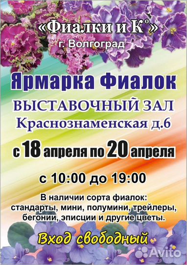 Фиалки химеры