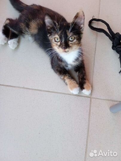 Кошка бесплатно в добрые руки