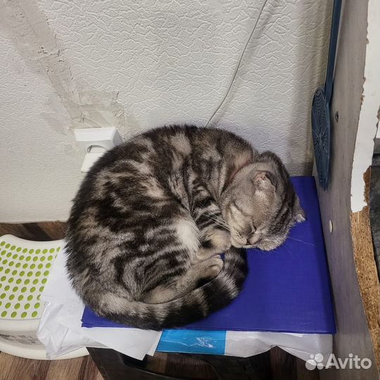 Зоогостиница Передержка животных Догситтер