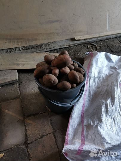 Продам картофель домашний