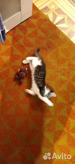 Котик