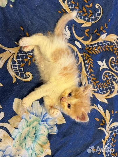 Котята в добрые руки приучены к лотку