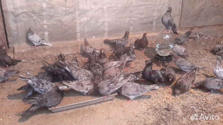 Мраморные бакинские голуби