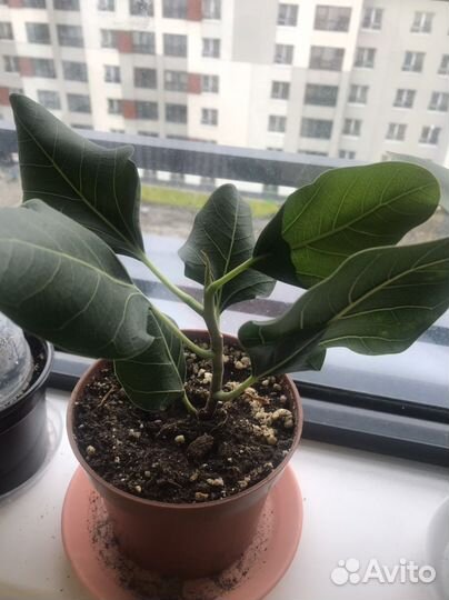 Фикусы срежу макушки