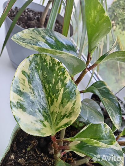 Комнатные цветы