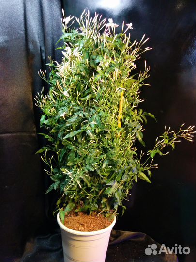 Жасмин многоцветковый (Jasminum polyanthum)