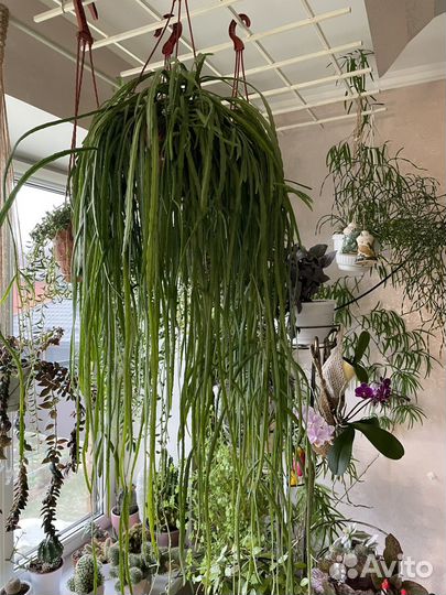 Суккулент леписмиус боливианум