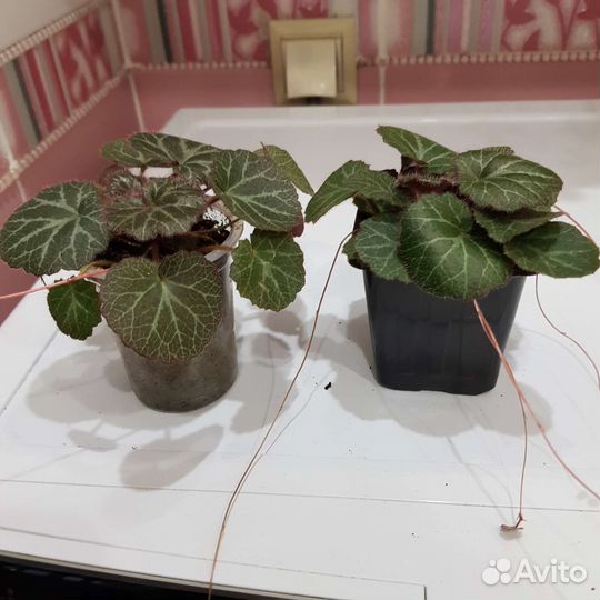 Камнеломка/Денежное дерево/Алоэ/Сансевиерия