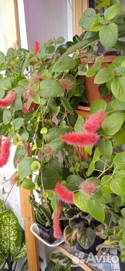 Лисий хвост и фикус каукученосный