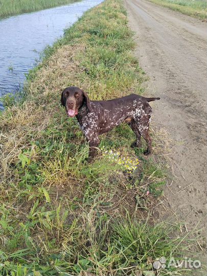 Курцхаар вязка