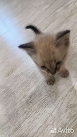 Котята в добрые руки бесплатно