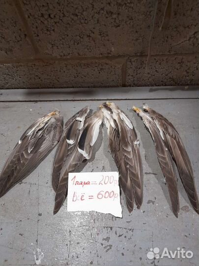 Игрушки для домашних животных