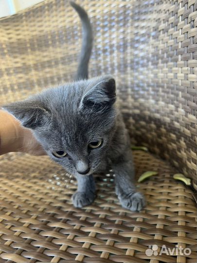 Котенок - мальчик в добрые руки