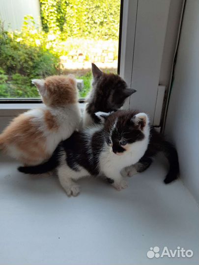 Отдам котят