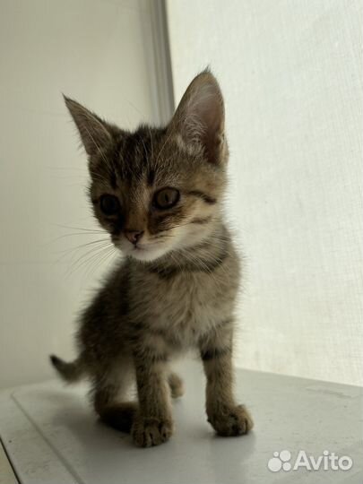 Котята в добрые руки(две девочки и один мальчик)