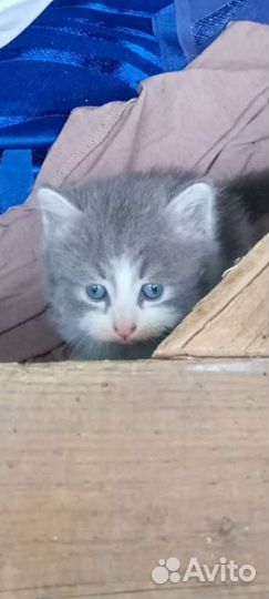 Котята в добрые руки мальчики