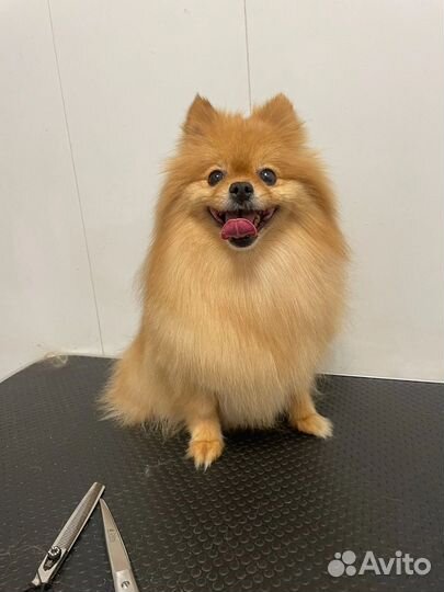 Груминг собак и кошек