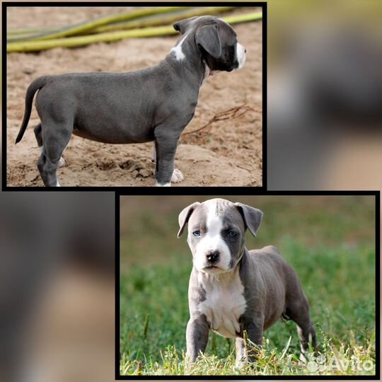 Красивые девочки Амстаффа