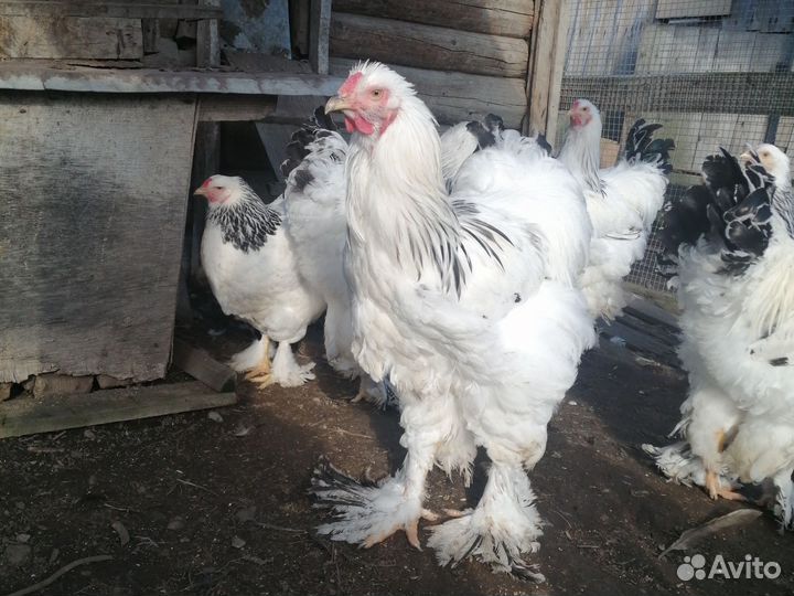 Петух брама